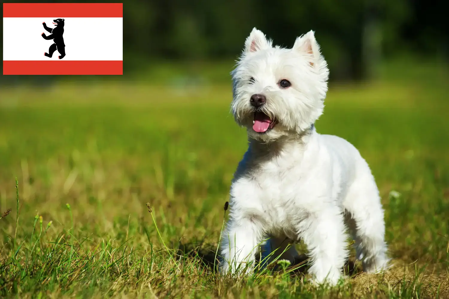 Westie kiskutyák és tenyésztők Berlin Westie tenyésztőket Berlinben itt találsz.