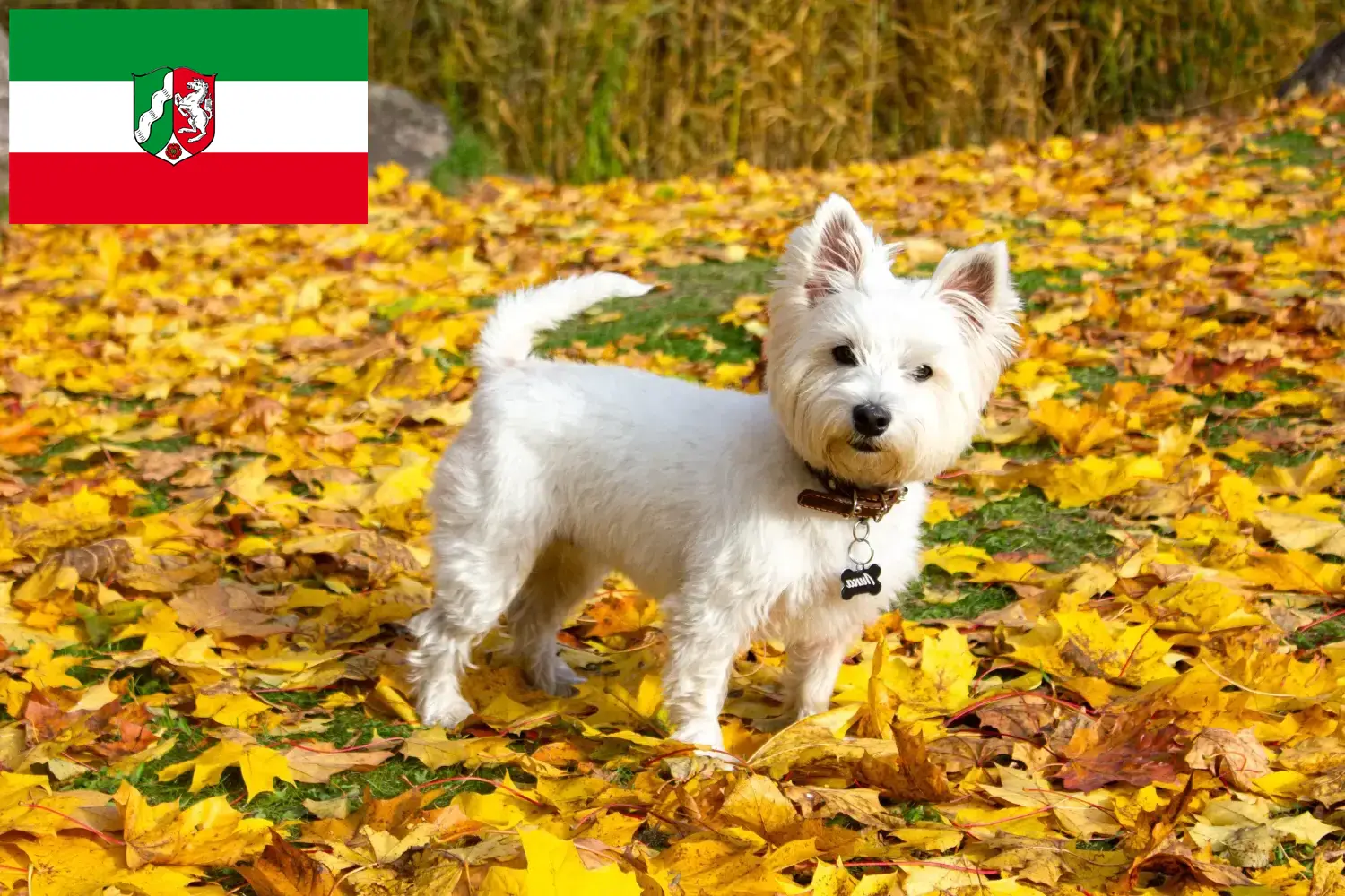 Westie kiskutyák és tenyésztők Észak-Rajna-Vesztfália Itt Westie tenyésztőket talál Észak-Rajna-Vesztfália területén.