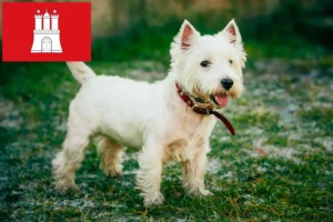 Read more about the article Westie tenyésztők és kiskutyák Hamburg-ban