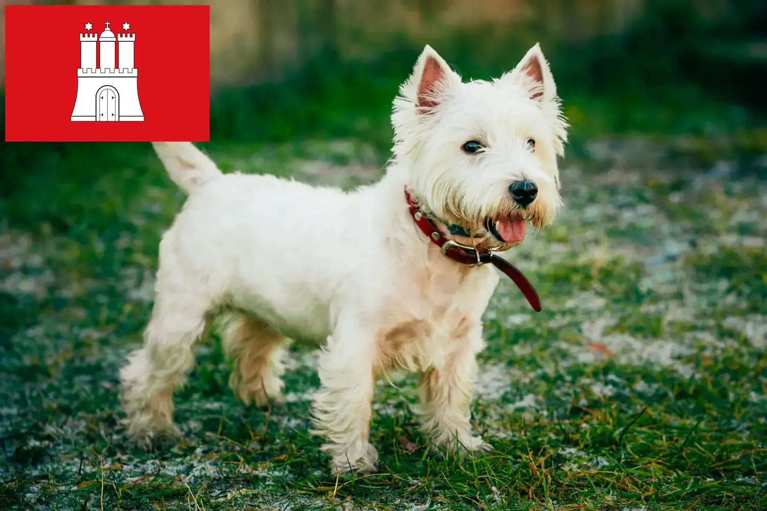 Westie kiskutyák és tenyésztők Hamburg Westie tenyésztőket Hamburgban itt találsz.
