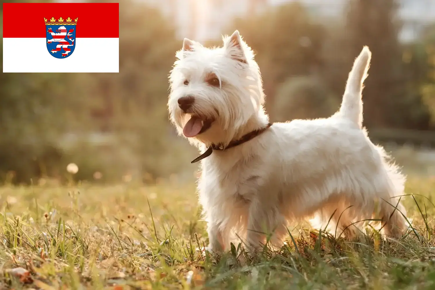 Westie kiskutyák és tenyésztők Hessen Itt találhat Westie tenyésztőket Hessenben.