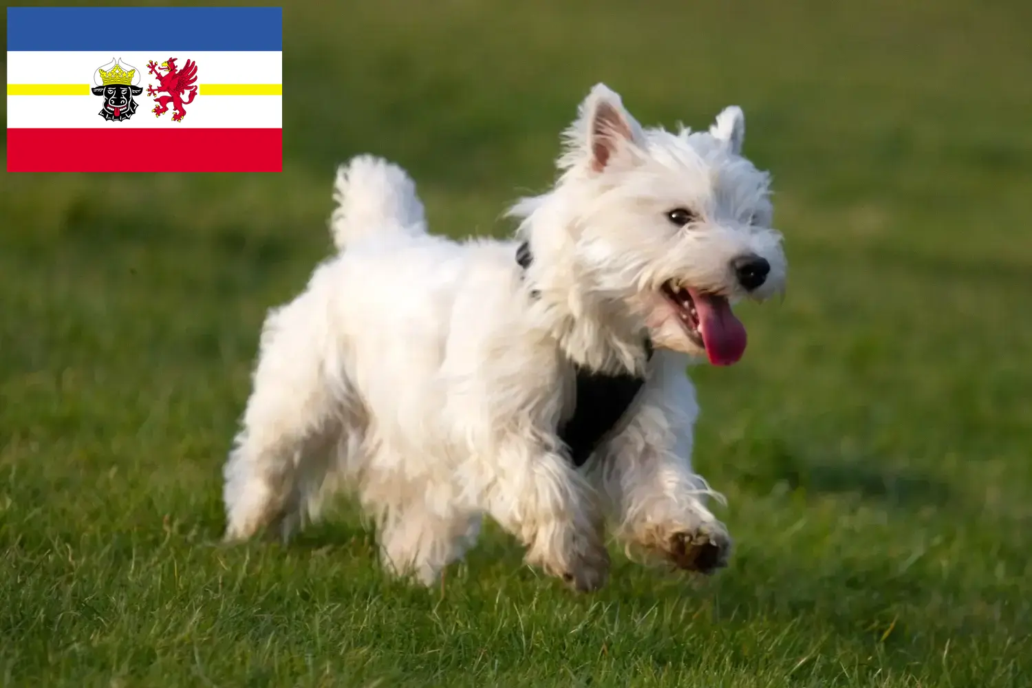 Westie kiskutyák és tenyésztők Mecklenburg-Elő-Pomeránia Itt találhat Westie tenyésztőket Mecklenburg-Elő-Pomeránia területén.