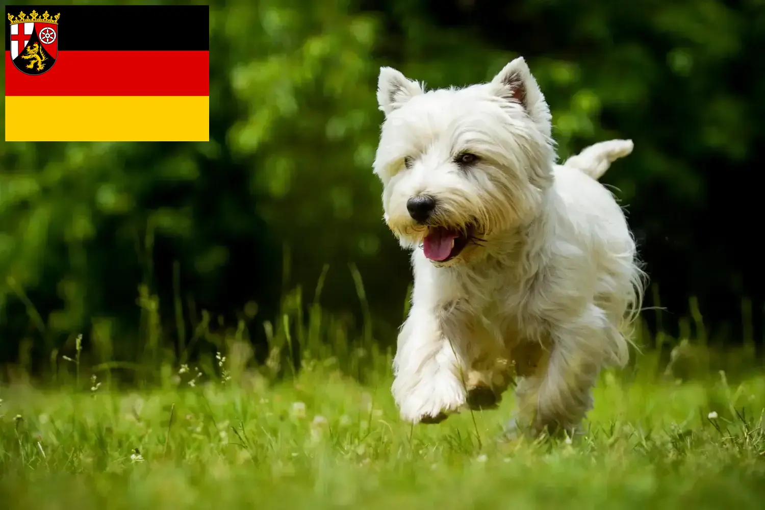 Westie kölyökkutyák és tenyésztők Rajna-vidék-Pfalz Itt találhatsz Westie tenyésztőket Rajna-vidék-Pfalzban.