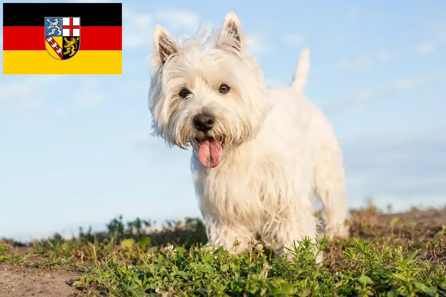 Westie kiskutyák és tenyésztők Saar-vidék Itt találhat Westie tenyésztőket Saar-vidéken.