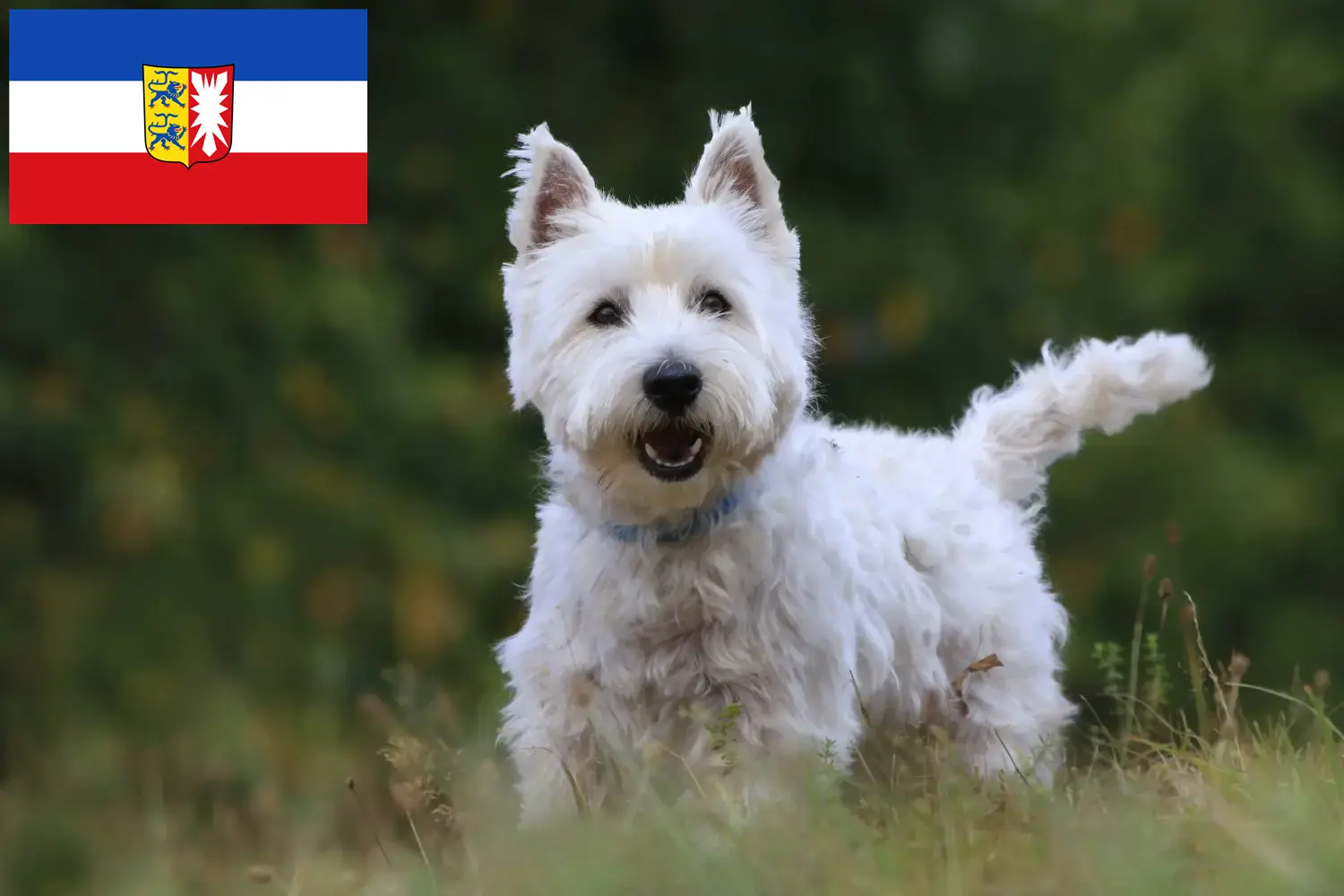 Westie kölyökkutyák és tenyésztők Schleswig-Holstein Itt találhat Westie tenyésztőket Schleswig-Holstein területén.