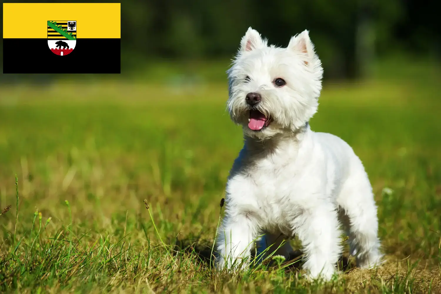 Westie kiskutyák és tenyésztők Szász-Anhalt tartományban Itt találhat Westie tenyésztőket Szász-Anhaltban.