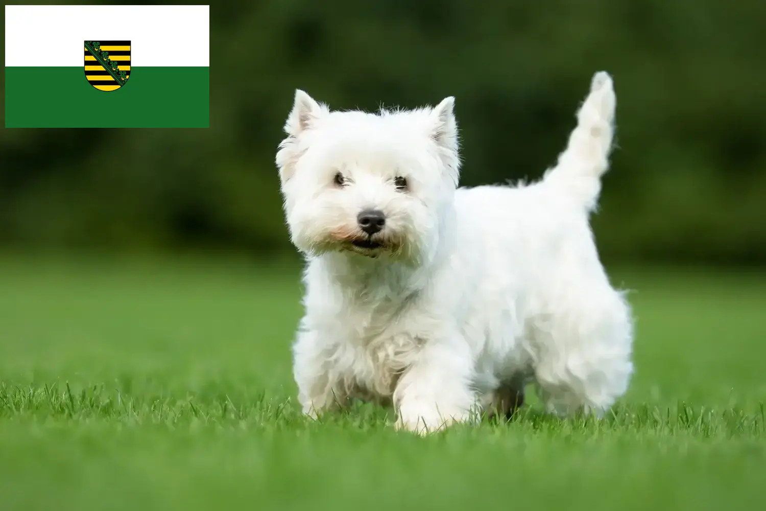 Westie kiskutyák és tenyésztők Szászország Itt találsz Westie tenyésztőket Szászországban.