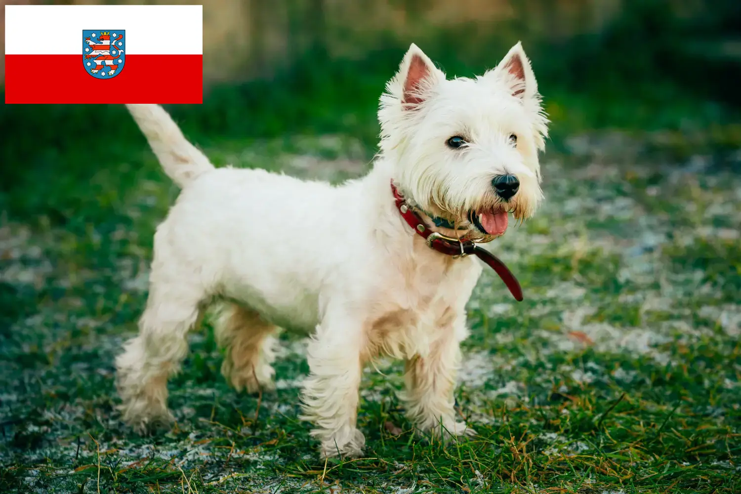 Westie kiskutyák és tenyésztők Thüringia Itt találsz westie tenyésztőket Türingiában.