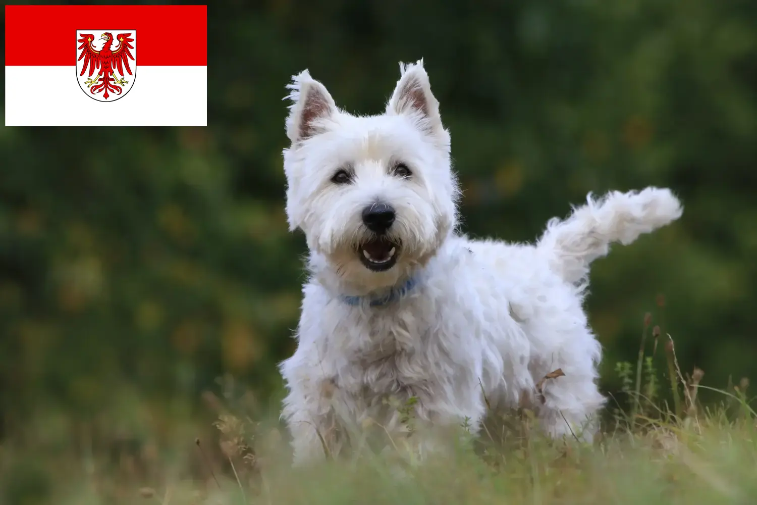Read more about the article Westie tenyésztők és kölykök Brandenburgban