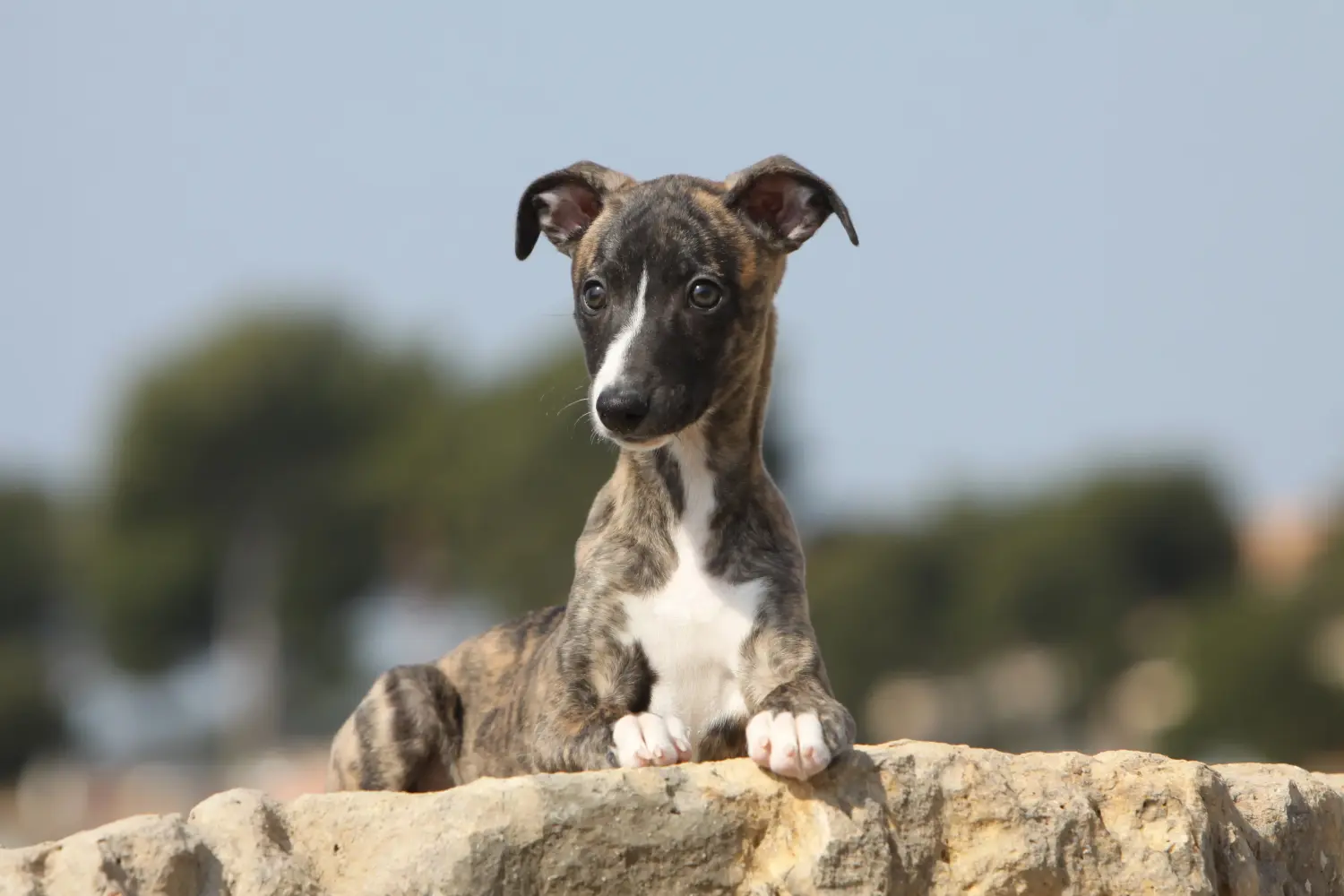 Whippet kölyökkutya vásárlása felelősségvállalást jelent! Whippet kölyökkutyák vásárlása.