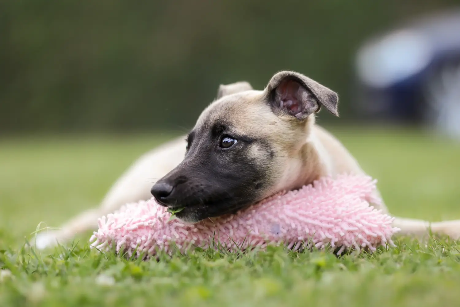 Whippet kölyökkutya vásárlása felelősségvállalást jelent! Whippet kölyökkutyák vásárlása.