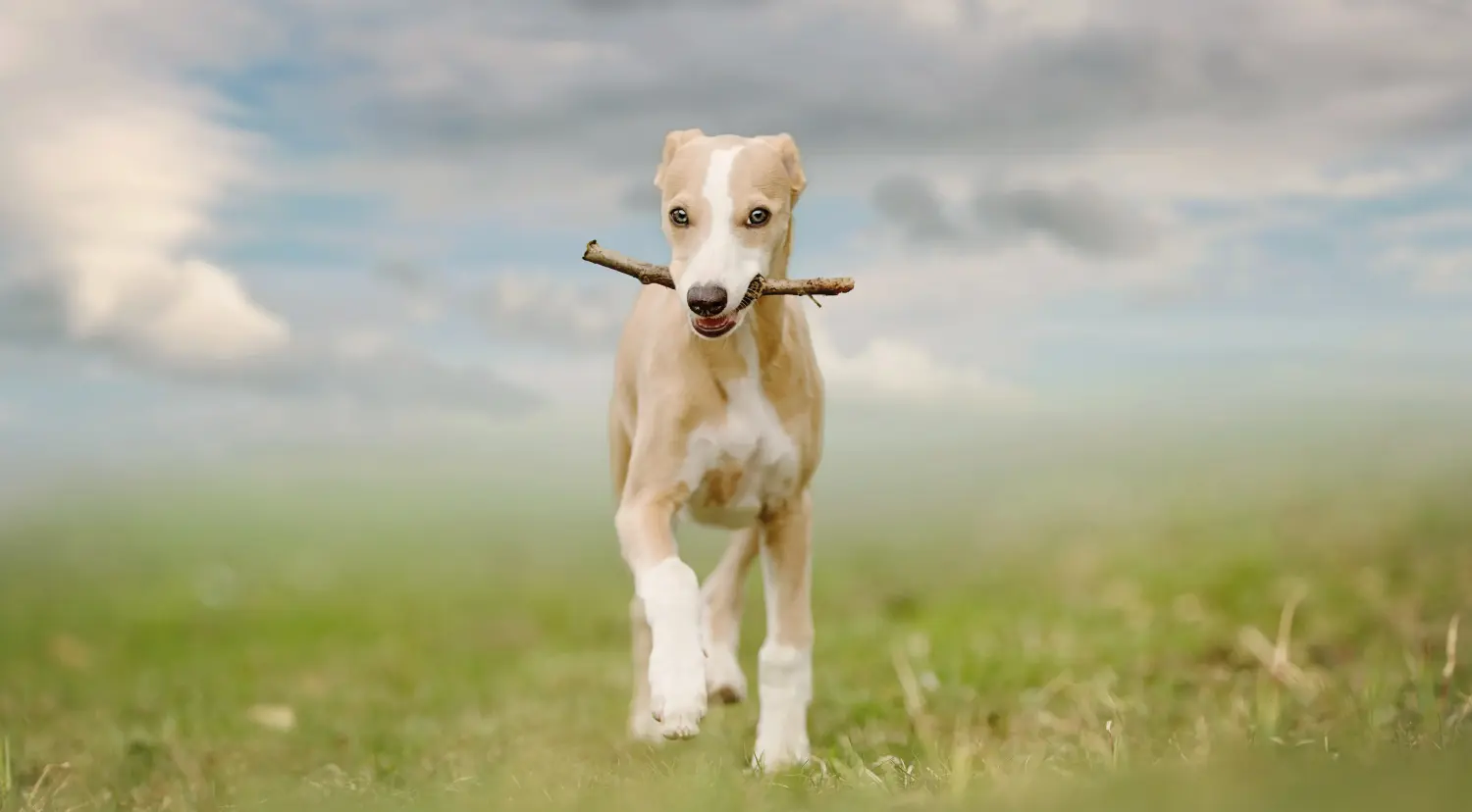 Whippet kölyökkutya vásárlása felelősségvállalást jelent! Whippet kölyökkutyák vásárlása.