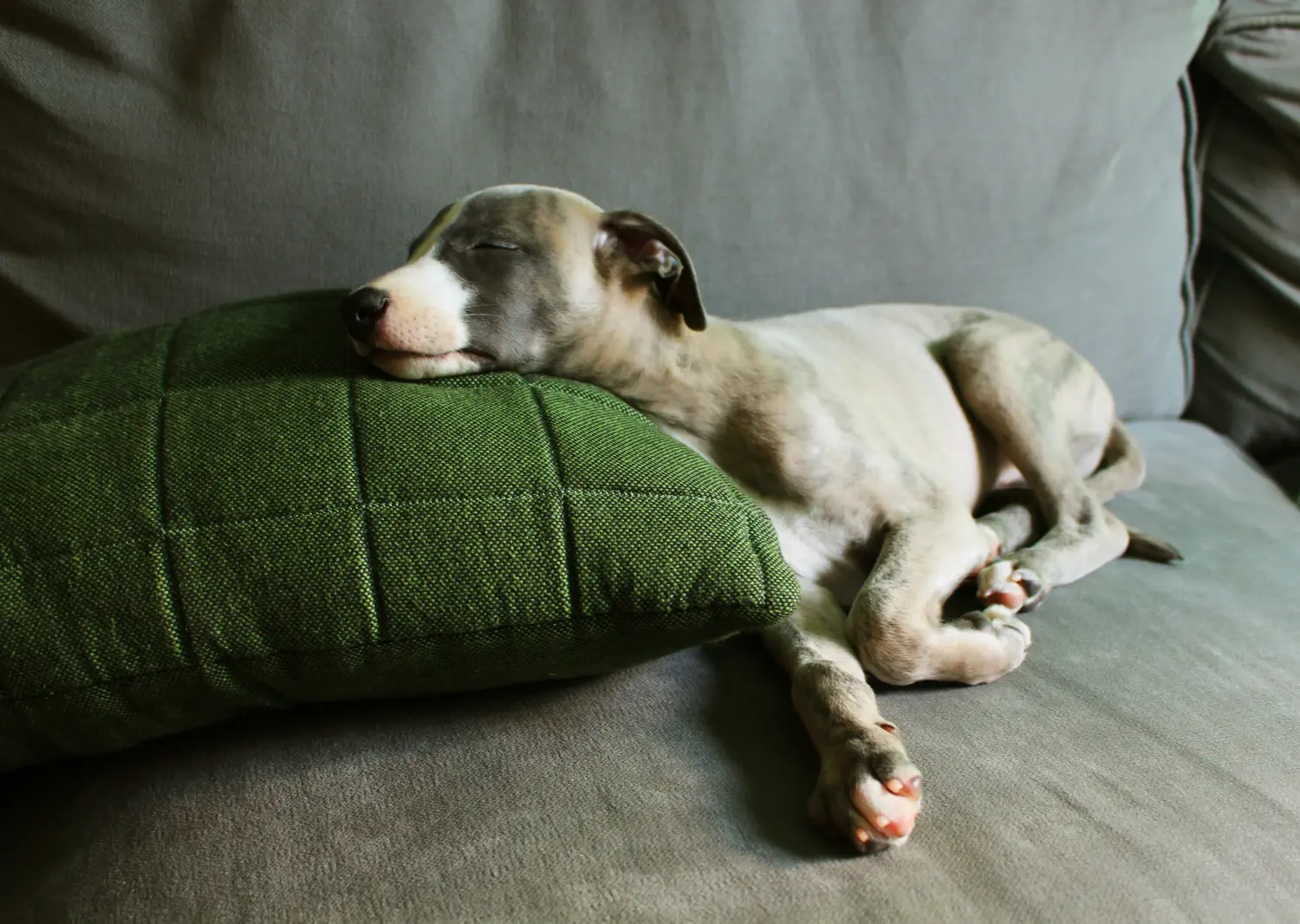 Whippet kölyökkutya vásárlása felelősségvállalást jelent! Whippet kölyökkutyák vásárlása.
