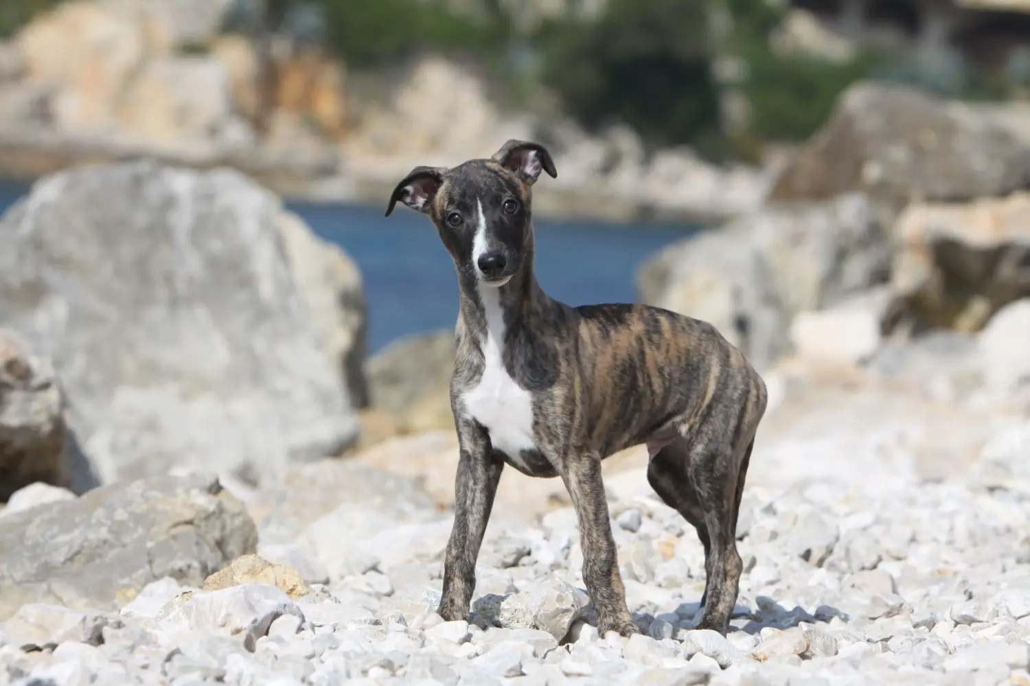 Whippet kölyökkutya vásárlása felelősségvállalást jelent! Whippet kölyökkutyák vásárlása.