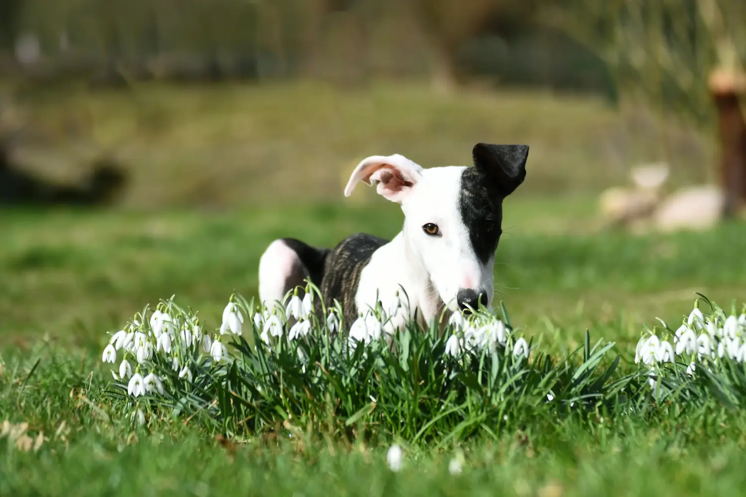 Whippet kölyökkutya vásárlása felelősségvállalást jelent! Whippet kölyökkutyák vásárlása.