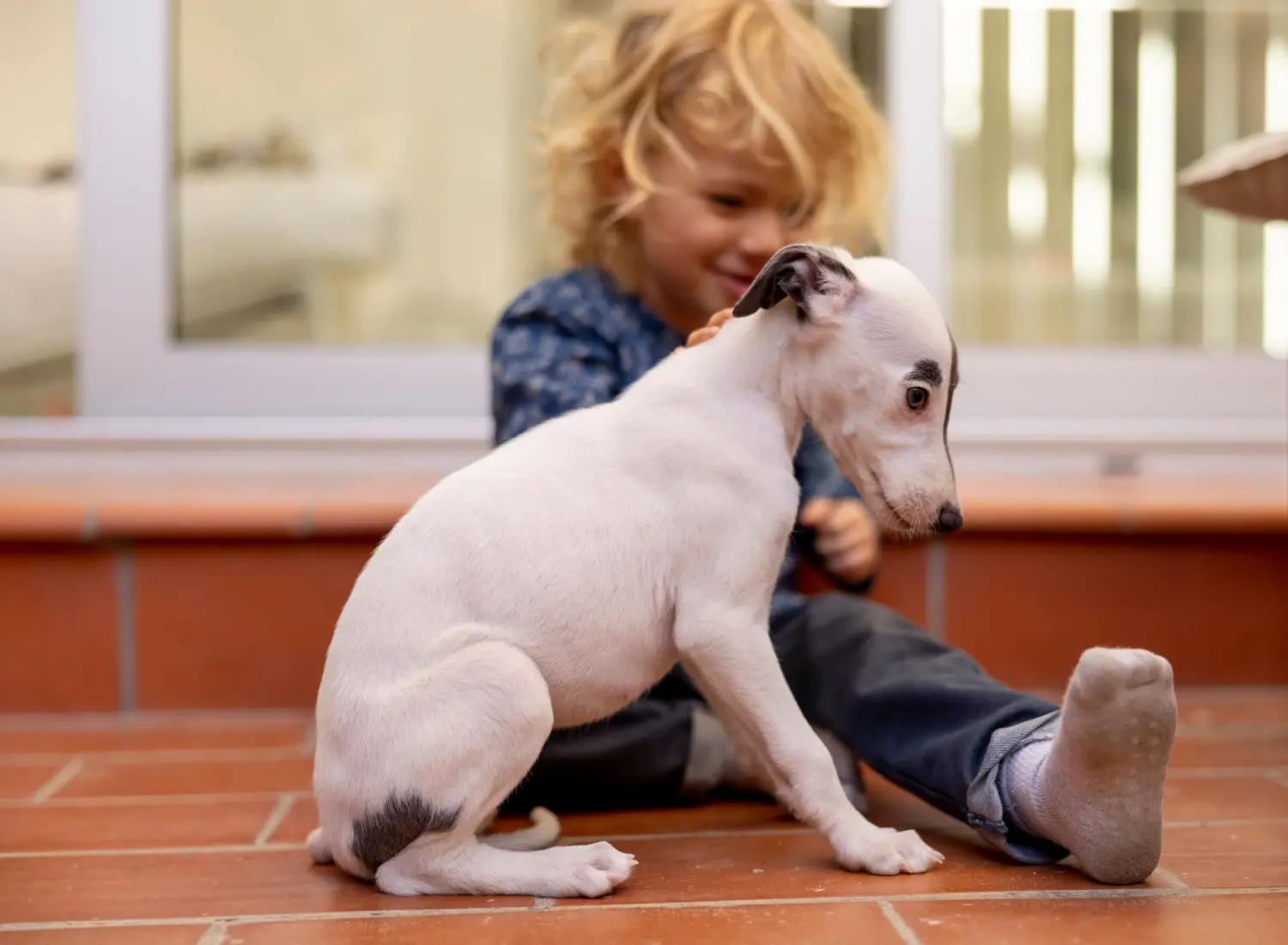 Whippet kölyökkutya vásárlása felelősségvállalást jelent! Whippet kölyökkutyák vásárlása.