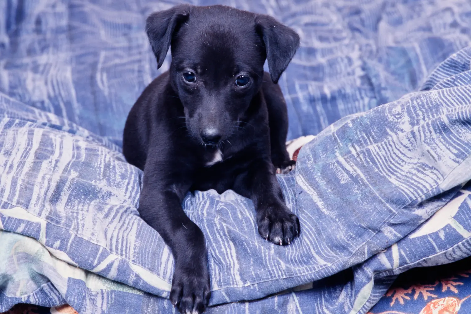 Whippet kölyökkutya vásárlása felelősségvállalást jelent! Whippet kölyökkutyák vásárlása.