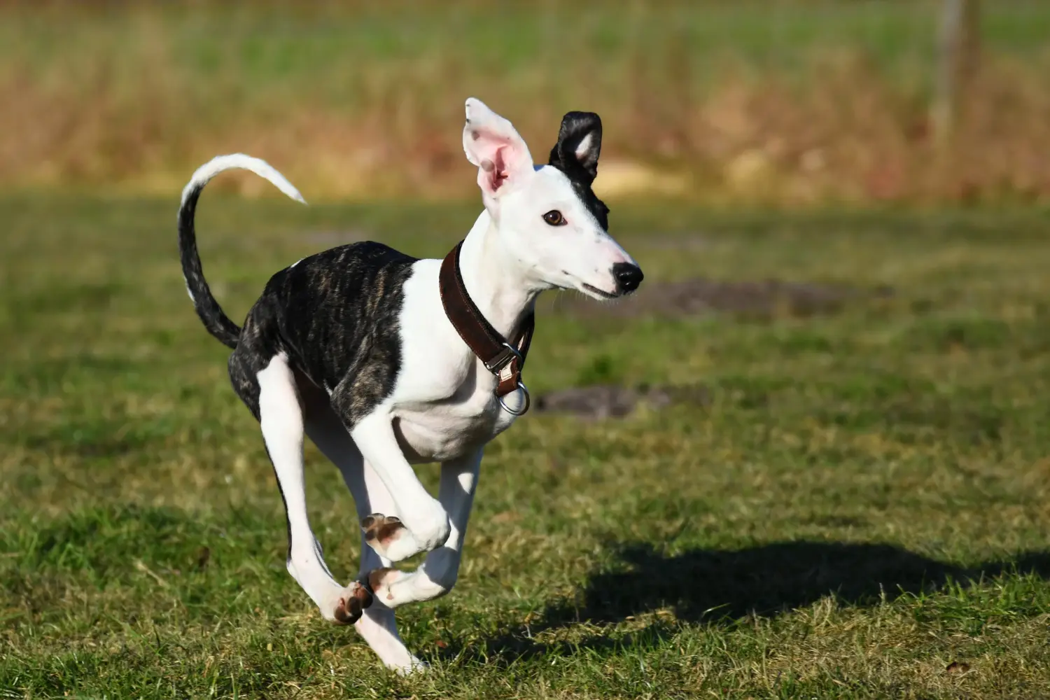 Whippet kölyökkutya vásárlása felelősségvállalást jelent! Whippet kölyökkutyák vásárlása.