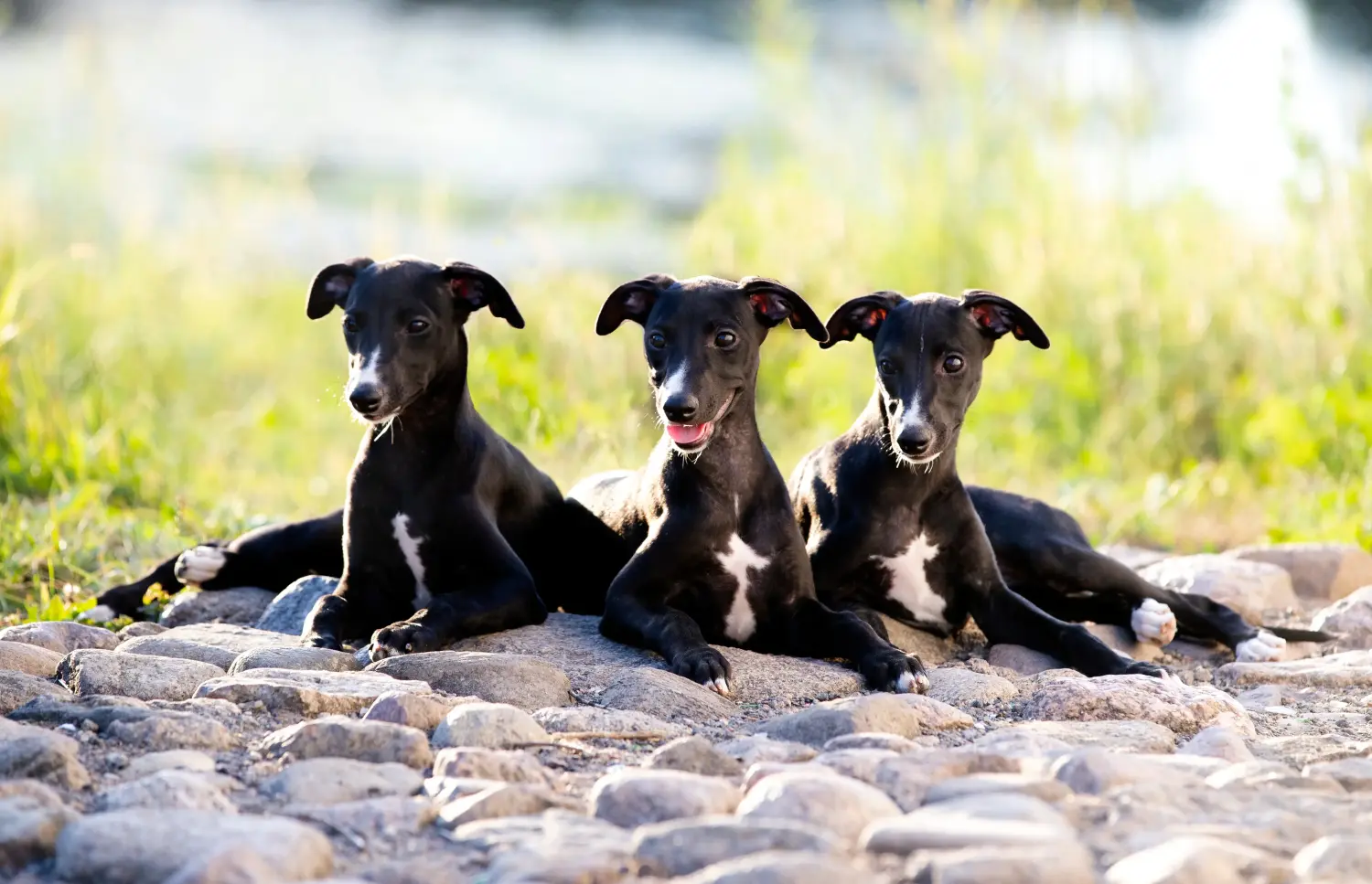 Whippet kölyökkutya vásárlása felelősségvállalást jelent! Whippet kölyökkutyák vásárlása.