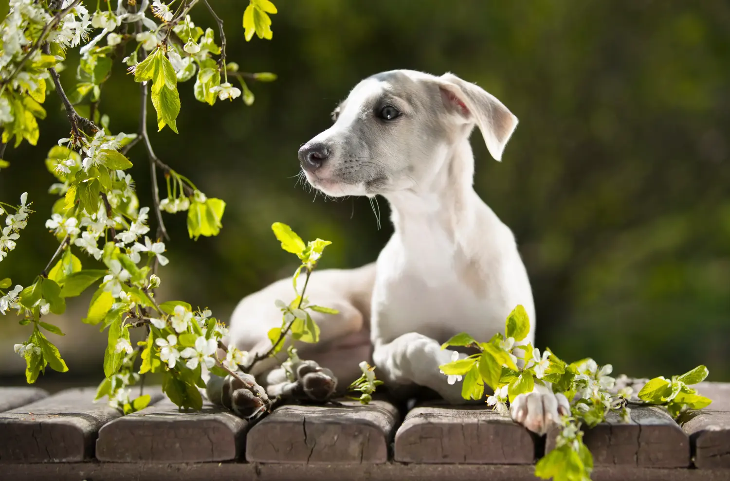 Whippet kölyökkutya vásárlása felelősségvállalást jelent! Whippet kölyökkutyák vásárlása.