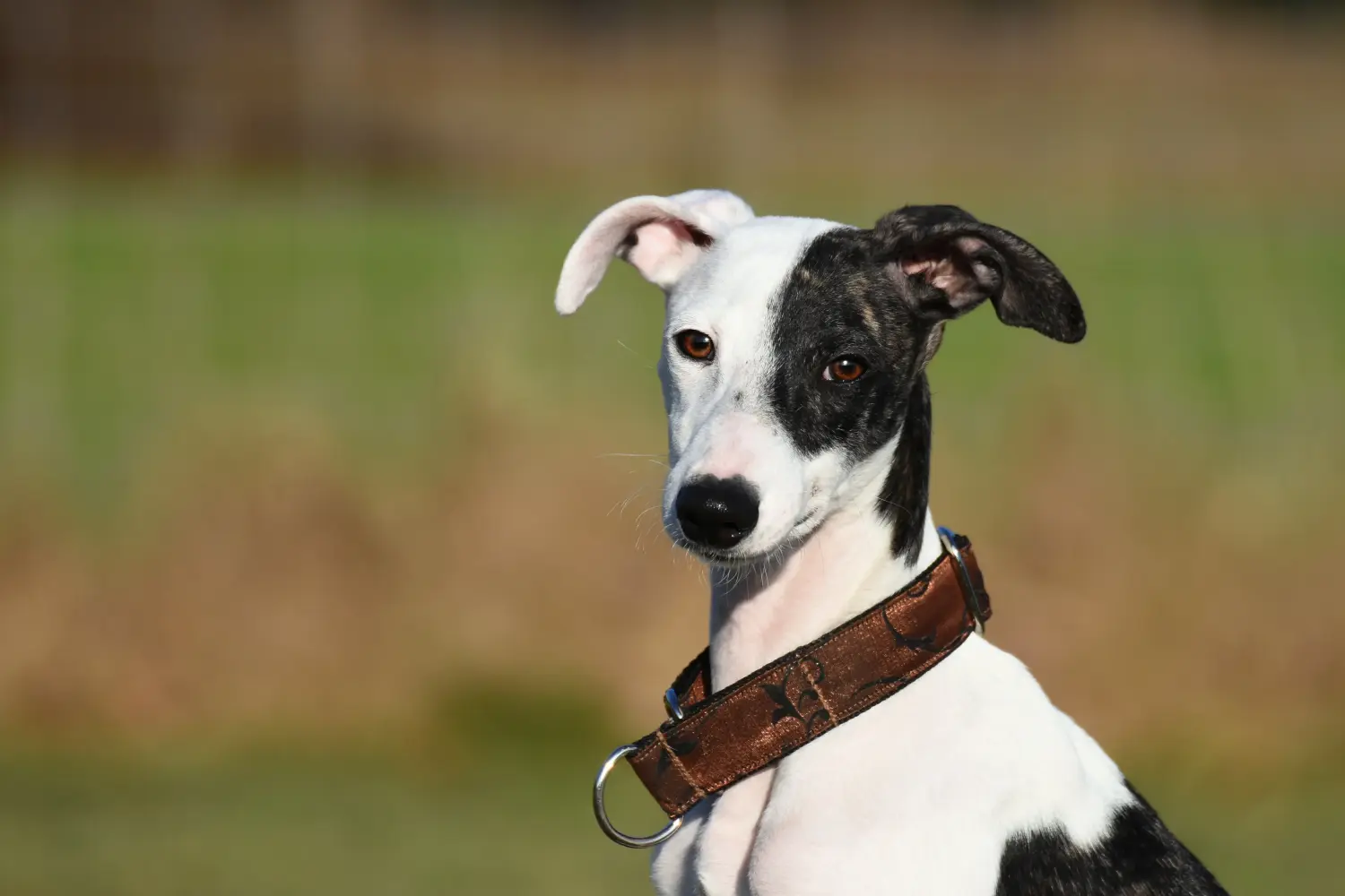 Whippet kölyökkutya vásárlása felelősségvállalást jelent! Whippet kölyökkutyák vásárlása.