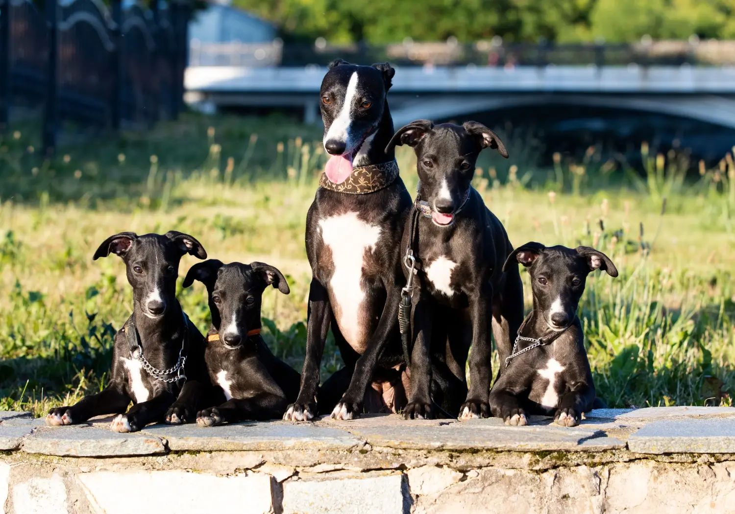 Whippet kölyökkutya vásárlása felelősségvállalást jelent! Whippet kölyökkutyák vásárlása.