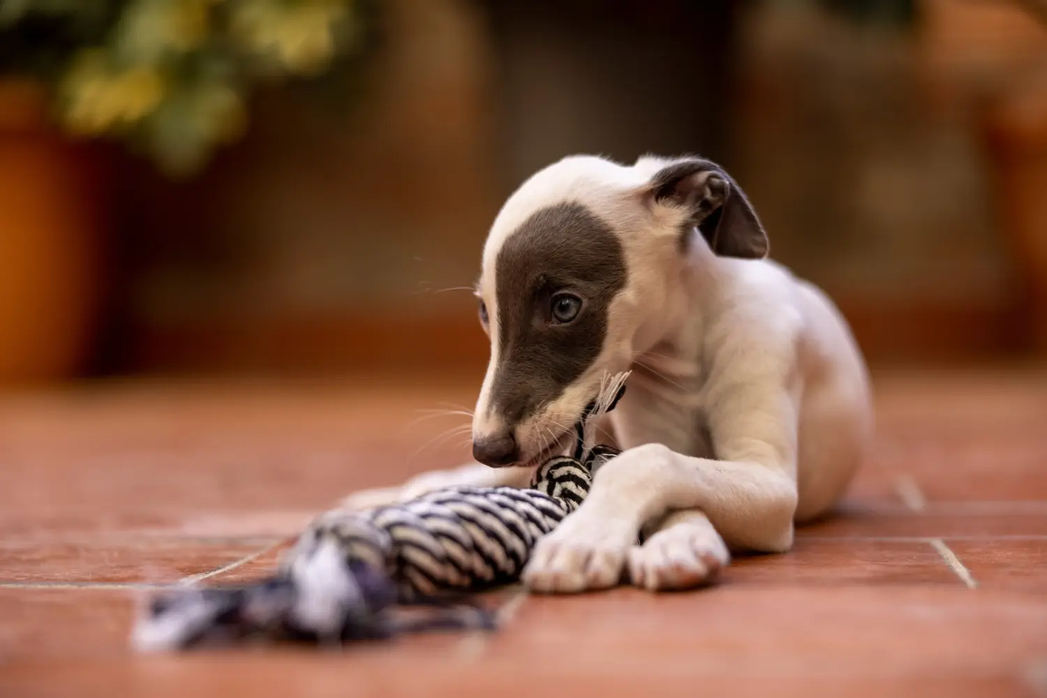 Whippet kölyökkutya vásárlása felelősségvállalást jelent! Whippet kölyökkutyák vásárlása.