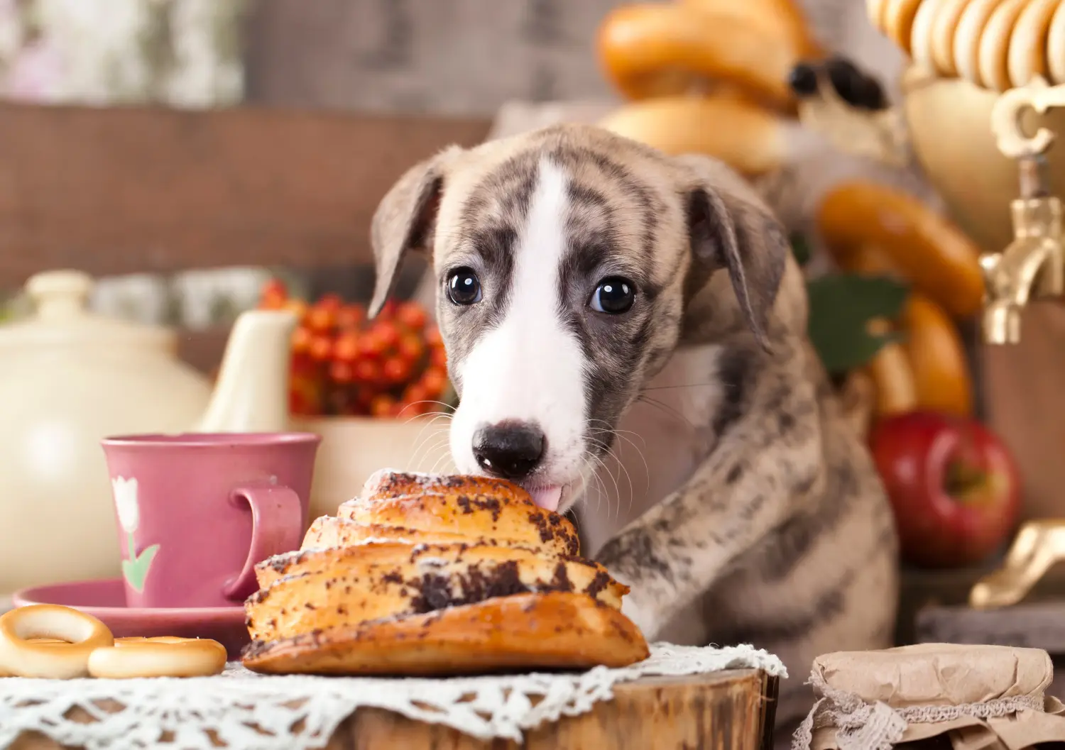 Whippet kölyökkutya vásárlása felelősségvállalást jelent! Whippet kölyökkutyák vásárlása.