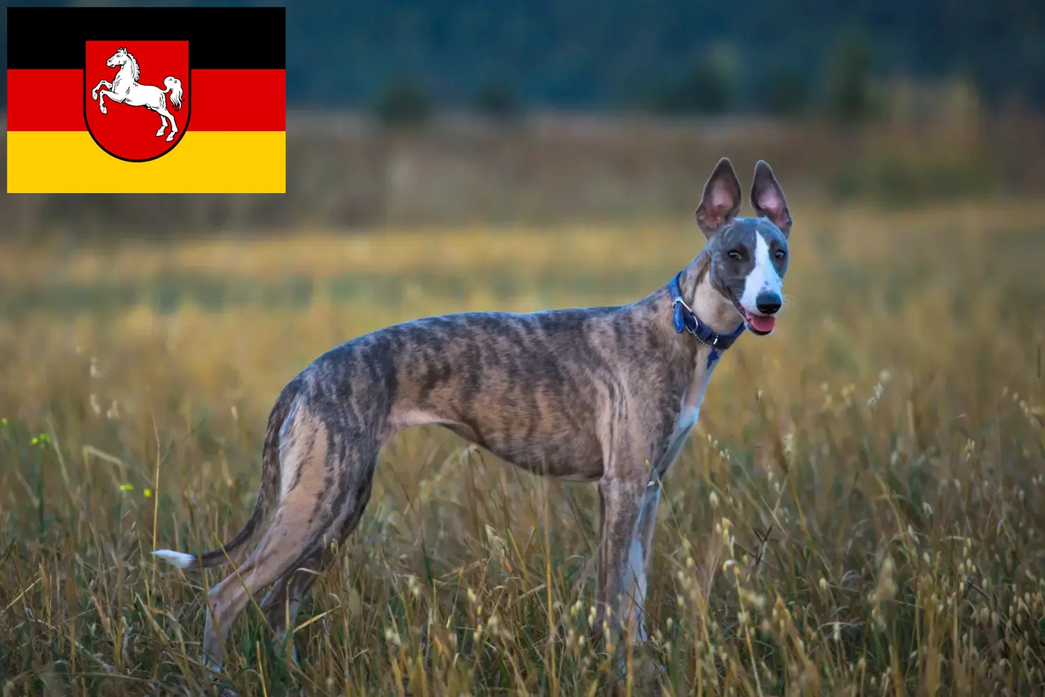 Whippet kölyökkutyák és tenyésztők Alsó-Szászország Itt találhat Whippet tenyésztőket Alsó-Szászországban.