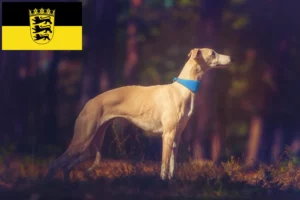 Read more about the article Whippet tenyésztők és kölykök Baden-Württembergben