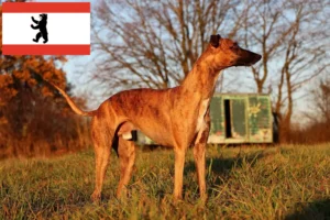 Read more about the article Whippet tenyésztő és kölykök Berlinben