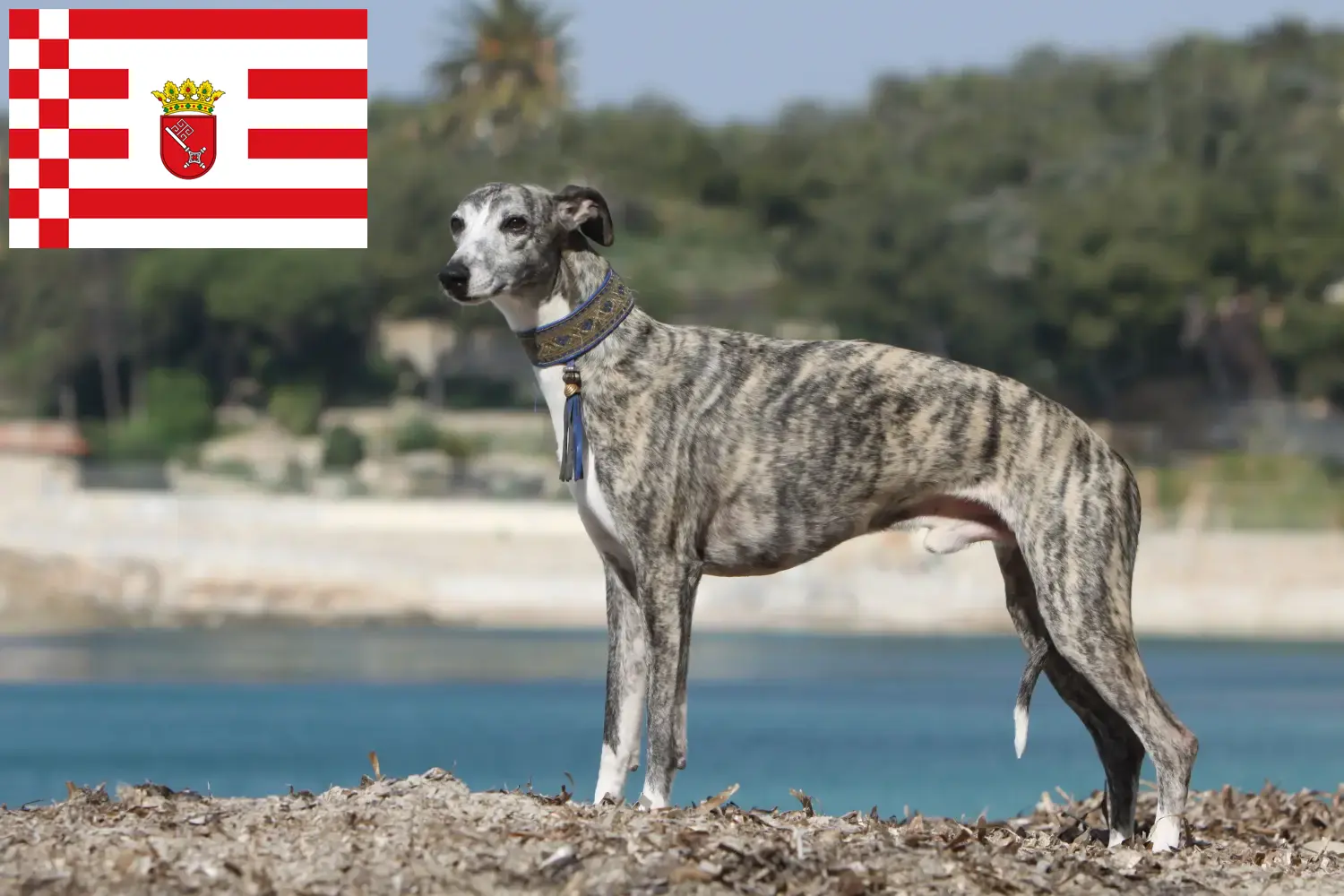 Whippet kiskutyák és tenyésztők Bremen Whippet tenyésztőket Brémában itt találsz.