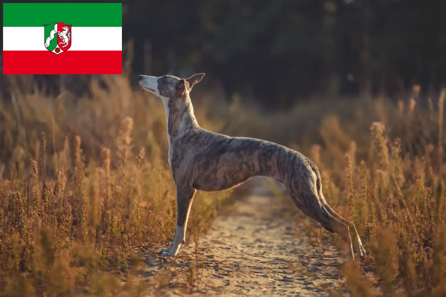 Whippet kiskutyák és tenyésztők Észak-Rajna-Vesztfália Itt találhat Whippet tenyésztőket Észak-Rajna-Vesztfália területén.