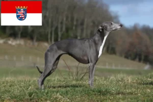 Read more about the article Whippet tenyésztők és kölykök Hessenben