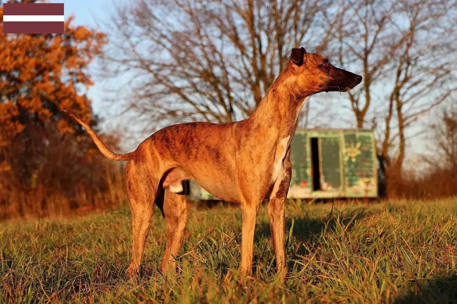 Whippet kiskutyák és tenyésztők Lettország Keress Whippet tenyésztőket Lettországban.