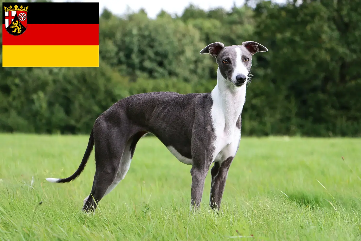 Whippet kölyökkutyák és tenyésztők Rajna-vidék-Pfalz Itt találhat Whippet tenyésztőket Rajna-vidék-Pfalzban.