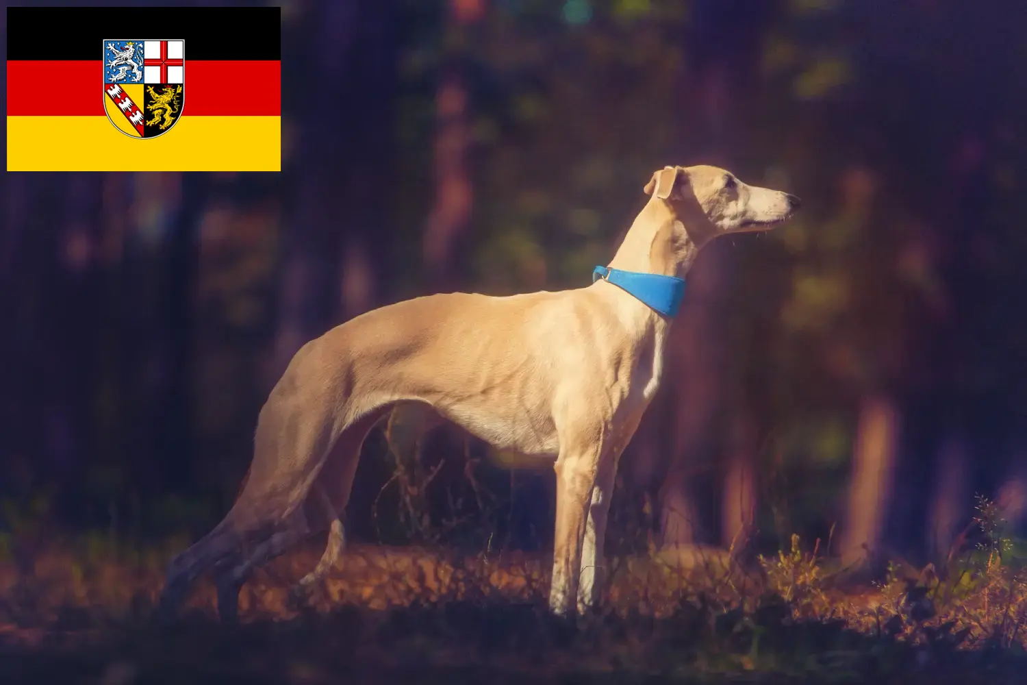 Whippet kölyökkutyák és tenyésztők Saar-vidék Itt megtalálhatja a Saar-vidéki Whippet tenyésztőket.
