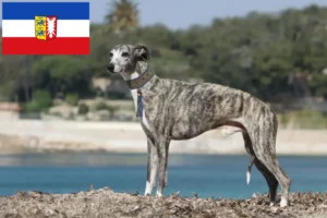 Read more about the article Whippet tenyésztők és kölykök Schleswig-Holstein tartományban