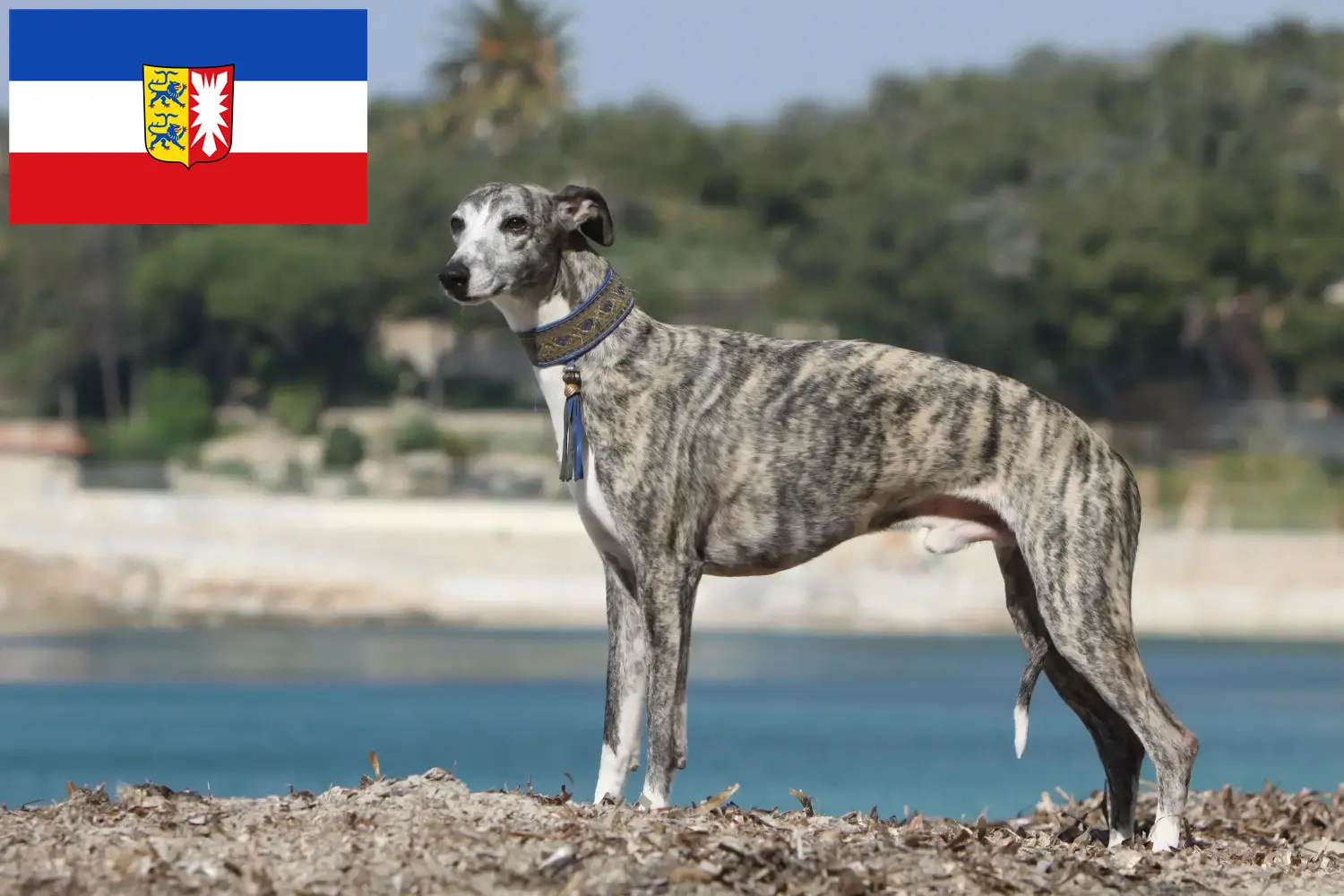 Whippet kölyökkutyák és tenyésztők Schleswig-Holstein Itt találhat Whippet tenyésztőket Schleswig-Holstein területén.