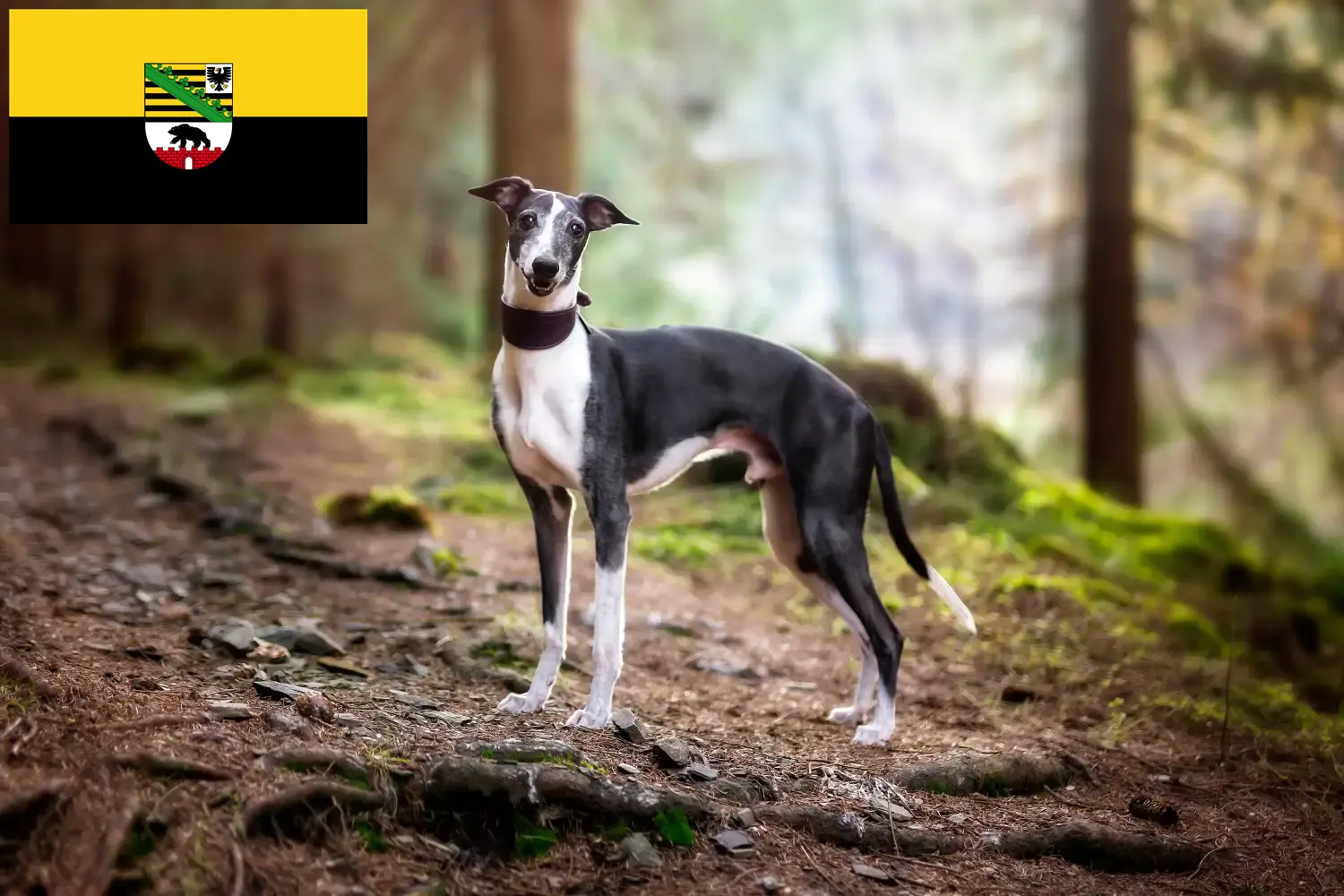 Whippet kiskutyák és tenyésztők Szász-Anhalt tartományban Itt találhat Whippet tenyésztőket Szász-Anhaltban.