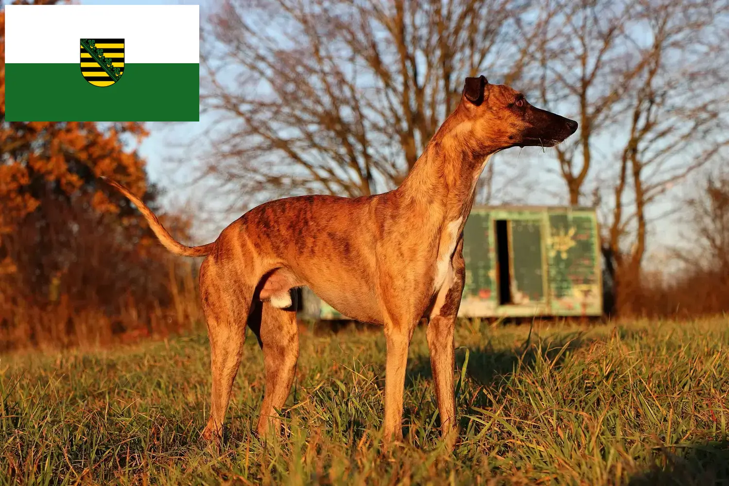 Whippet kölyökkutyák és tenyésztők Szászország Itt szászországi Whippet tenyésztőket talál.