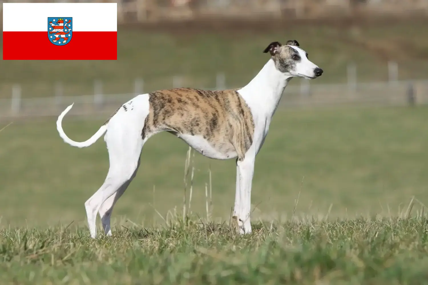Whippet kiskutyák és tenyésztők Türingia Itt talál whippet tenyésztőket Türingiában.