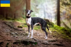 Read more about the article Whippet tenyésztők és kölykök Ukrajnában