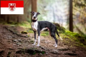 Read more about the article Whippet tenyésztők és kölykök Brandenburgban