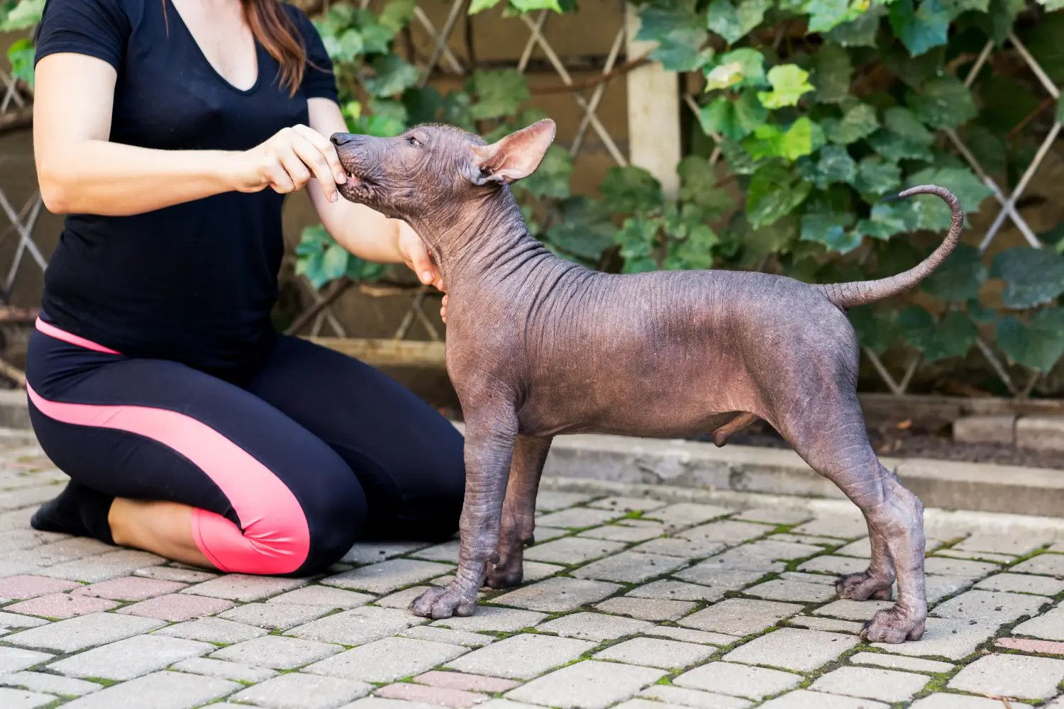 Xolo kiskutya vásárlása felelősségvállalást jelent! Vásároljon Xolo kiskutyákat.
