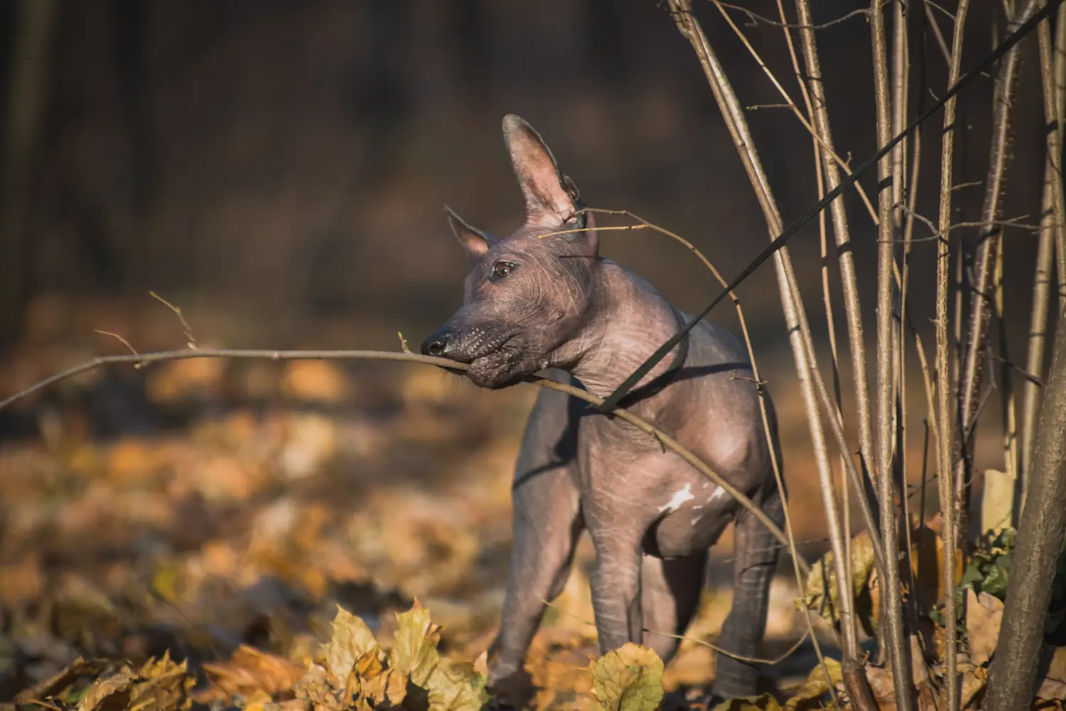 Xolo kiskutya vásárlása felelősségvállalást jelent! Vásároljon Xolo kiskutyákat.