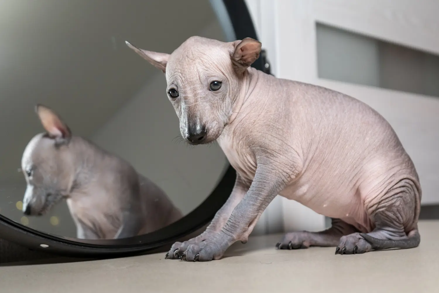 Xolo kiskutya vásárlása felelősségvállalást jelent! Vásároljon Xolo kiskutyákat.