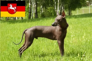Read more about the article Xolo tenyésztők és kiskutyák Alsó-Szászországban