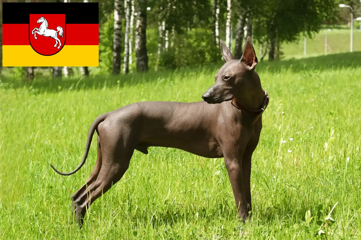 Xolo kiskutyák és tenyésztők Alsó-Szászország Itt talál Xolos tenyésztőket Niedersachsenban.