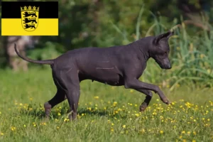 Read more about the article Xolo tenyésztők és kölykök Baden-Württembergben